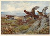 Archibald Thorburn Grouse Over the Moor painting